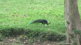 Green Peafowl Pavo muticus imperator Huai Kha Khaeng Wildlife Sanct Thailand 15 Sept 2024 55 [upl. by Aicatsana796]