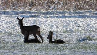 Sarny i ĹĽurawie đź”… Deer and cranes [upl. by Ness]