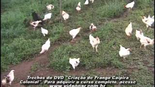 Criação de Frango Caipira Colonial [upl. by Eissat]