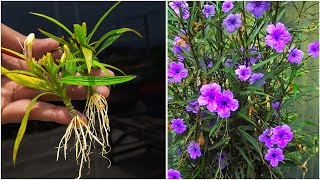 How to propagate ruellia simplex by simple cutting  Ruellia Simplex  Mexican Petunias [upl. by Ttam]