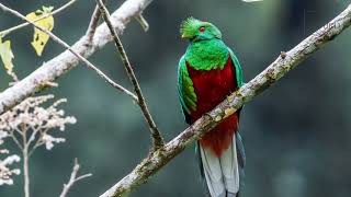 Quetzal The Quetzal is a medium sized bird that is found inhabiting the moist tropical rainforests [upl. by Wende408]