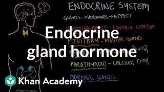 Endocrine gland hormone review  Endocrine system physiology  NCLEXRN  Khan Academy [upl. by Aonian]