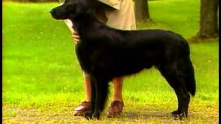 FlatCoated Retriever  AKC Dog Breed Series [upl. by Nref291]