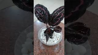 Rose Painted Calathea Plant  shri haridra  srilatha [upl. by Aneerehs707]