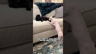 My cat is NOT racist towards Sphynx cats 😻 LilyRoseAdventures cats sphynx sphynxcat funnycats [upl. by Laehcar]