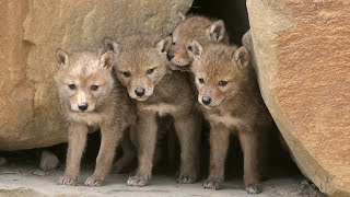 Family of coyotes find home in Arbour Lake [upl. by Inge]