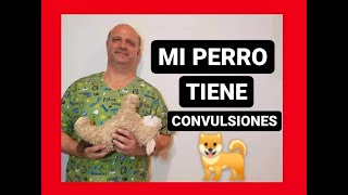 Mi perro tiene convulsiones [upl. by Willow46]