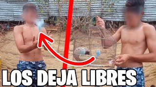 LIBERANDO PERIQUITOS AUSTRALIANOS [upl. by Sheff]