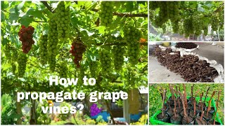 How to propagate Grape Cuttings🍇 [upl. by Stacia]