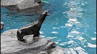 Why Do Northern Fur Seals Vocalize  Sounds Of The Aquarium [upl. by Gilliette]