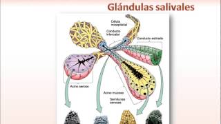 Glándulas Salivales Introducción [upl. by Anuala]