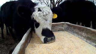 Feeding the feedlot cattle ground ear corn [upl. by Rehpinej]