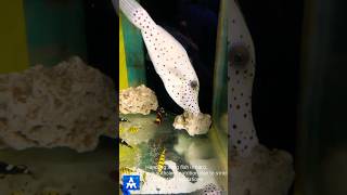 Big filefish beautifully conditioned with pellet feeding in marine tank  THE MARINE AQUARIUM fish [upl. by Refannej]