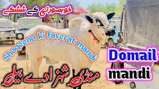 domail mandi 2024 latest update ll jaffar mandi ll jamil tv ll [upl. by Netsua700]