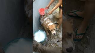 Bath time ng mga doggies😁😁😁 americanbully dog doglover dogowner [upl. by Esenahs]