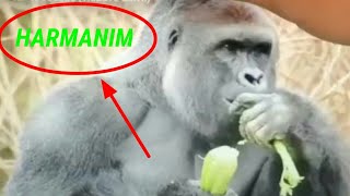 harmanım baba nerde çarşafımgorilla versiyon [upl. by Nywles]