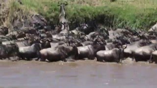 Spectacular wildebeest crossing the Mara River  Serengeti Kogatende Tanzania Oct 2015 [upl. by Aciria907]