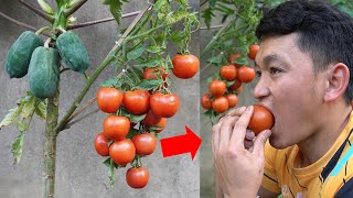 Discover A Unique Way To Graft Tomatoes Onto Papaya To Quickly Produce Fruit [upl. by Nightingale]