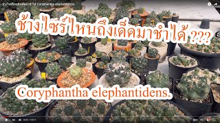 ช้างไซร์ไหนถึงเด็ดมาชำได้ Coryphantha elephantidens [upl. by Burke552]