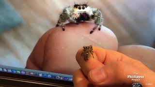 Genifer the Jumping Spider watches herself on TV [upl. by Coltin]