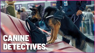 HighStakes Sniffing K9 Mounties Tackle Airplane Drug Search [upl. by Gudrin]