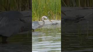 Estás garzas están cazando peces aves garza animales [upl. by Yhotmit405]