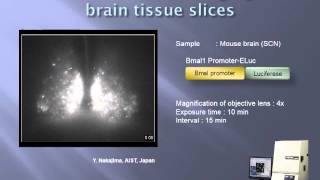 Long term analysis of living brain tissue section with luminescence [upl. by Dadivitan]