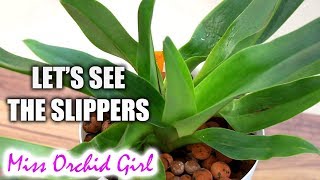 Paphiopedilum and Phragmipedium Update  The slipper Orchids [upl. by Nicodemus]