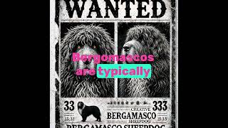 Bergamasco Sheepdog The Hairy Dog That Herds With Wool [upl. by Rye]