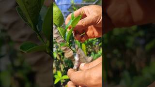 kaffir lime tree care EP969 graftingfruittrees [upl. by Langille]