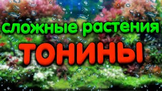 Самые сложные аквариумные растения Тонина белем манаус речная рио негро [upl. by Millda]