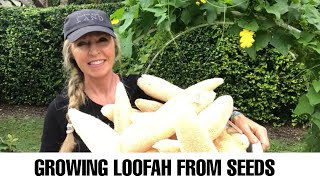 Growing Loofah LuffaSponge Urban Farming how to grow luffa [upl. by Golda443]