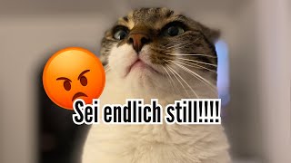 Bengal Kater schreit die ganze Nacht und hat mich einfach nicht schlafen lassen 🥹 [upl. by Annehcu]