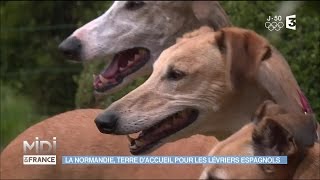 La Normandie terre daccueil pour les lévriers espagnols [upl. by Ayit]