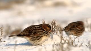 IJsgors  Calcarius lapponicus  Lapland Longspur [upl. by Atse812]