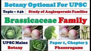 Brassicaceae Family Vegetative amp Reproductive Characters Floral Formula amp Diagram Importance [upl. by Plank]