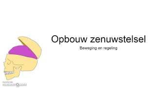 Opbouw zenuwstelsel [upl. by Lorie]