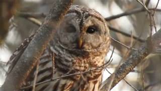 BARRED OWL HOOTING IN WOODS THIS MORNING [upl. by Ybrik502]