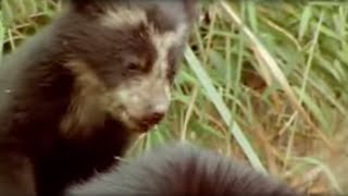 Spectacled Bear Cubs and More  Andes The Dragons Back  BBC Studios [upl. by Aziaf]