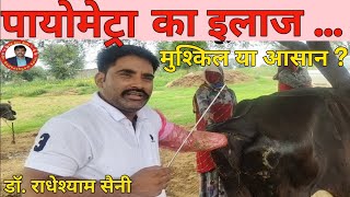 Pyometra in Cow  पायोमेट्रा  Complete treatment of Pyometra  Dr Radheshyam Saini [upl. by Leahcimdivad130]