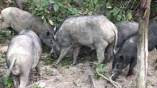 Wild Boars Are Eating Greens 🥬 viral wildboar boars trending wildlife [upl. by Maidel]