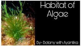 Habitat of Algae [upl. by Reilamag649]