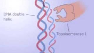 Topoisomerase 1 and 2 [upl. by Eittel]