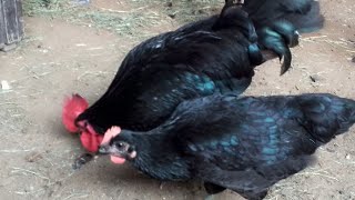 Ausralorp Black Roosters Farming  Australorp Chickens [upl. by Erastatus700]