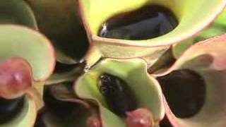 Heliamphora Gets Swarmed  but loves it [upl. by Daahsar121]