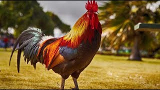 Pourquoi le puissant chant du coq ne le rend pas sourd [upl. by Namref]