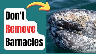 Should You Remove Whale Barnaclesquot [upl. by Aihsetal]