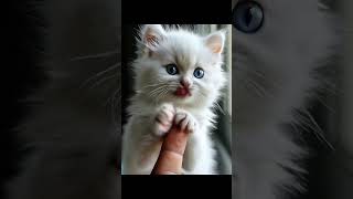 Kucing Imut Ngantuk petlover imutdanlucu cuteanimal hewangemes kucingimut cutepet kitten [upl. by Pascha39]