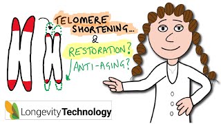 Why telomeres shorten and restoration strategies in aging [upl. by Adalia]