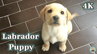 Labrador Puppy  First Day at Home 4K [upl. by Nerek737]